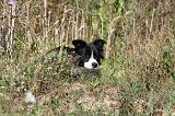 BORDER COLLIE 349
